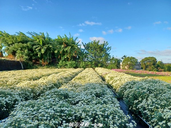 【苗栗銅鑼】健行賞花兩相宜。 銅鑼雙峰山x2023杭菊花季2355286