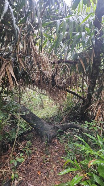 20251230九芎根山-芋圓尖-火炎山南主東峰-仁里坂山2977797