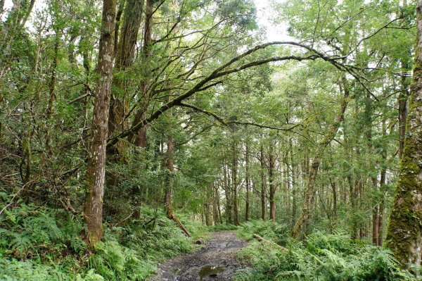 宜蘭 大同 加羅山2890256