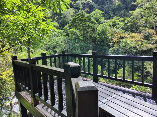 [百山百鳥尋旅-07/15] 2025_0831 八仙山國家森林遊樂區步道群_天籟步道2875911