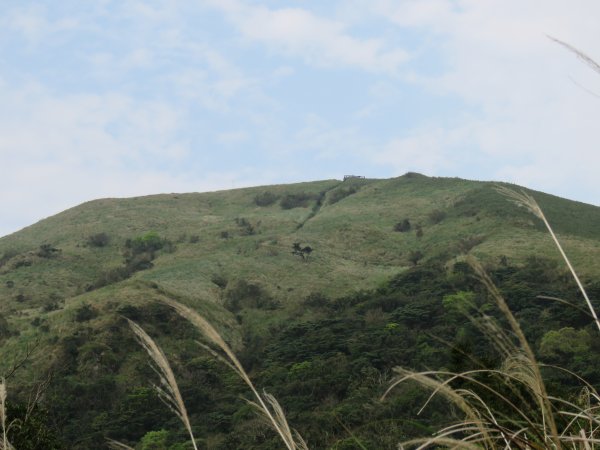 大屯主南峰賞花慢遊544752