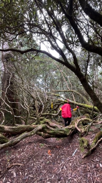 塔魔巴2天1夜來回/復興尖-四稜溫泉2357259