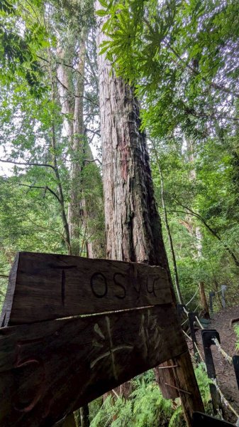 鎮西堡巨木步道群 (B區)2861152