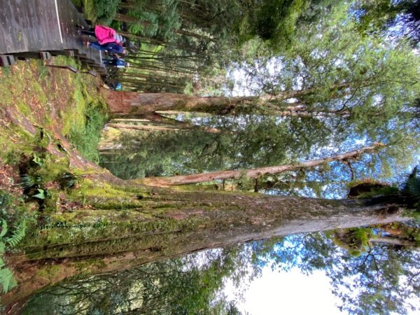 阿里山神木園區1497369