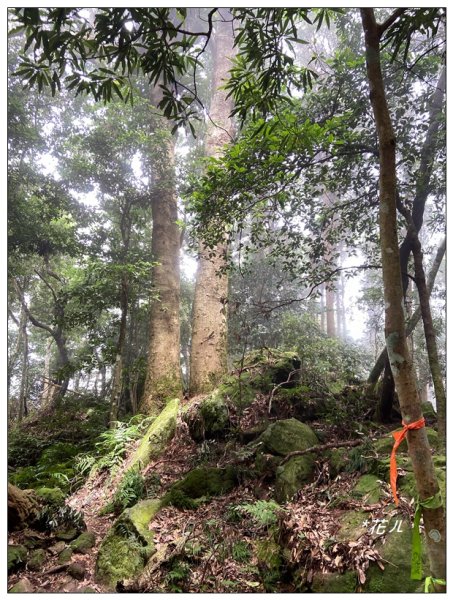 油羅山O型一圈(避暑杉林)2564884