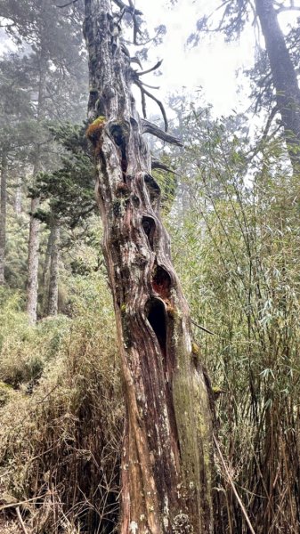 東埔-排雲-玉山西峰-玉山主峰2753200