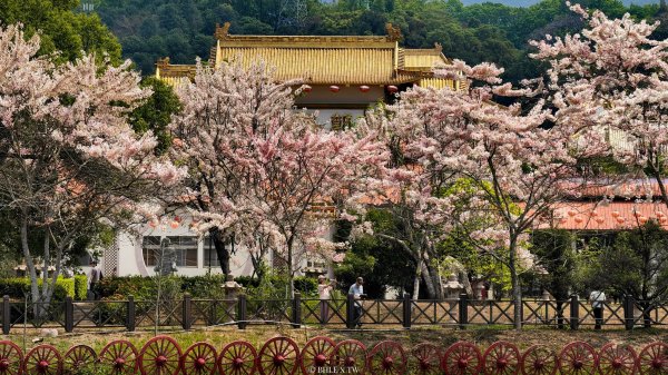 【台灣健行】不負春光：與花旗木在天臺山的相遇3033575