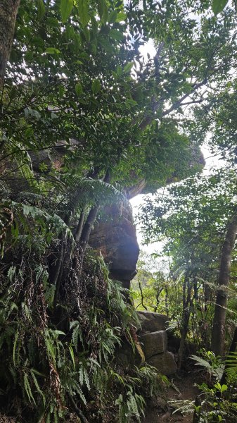 20260126北投貓咪洞-熱海岩場-八頭山2990703