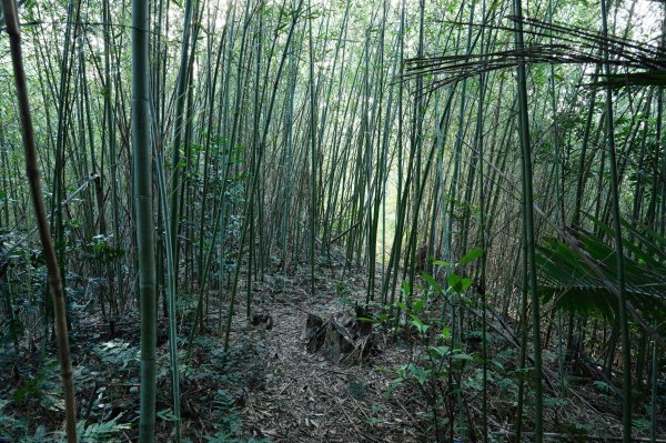 新竹 竹東 柯子湖山、尖山2613901