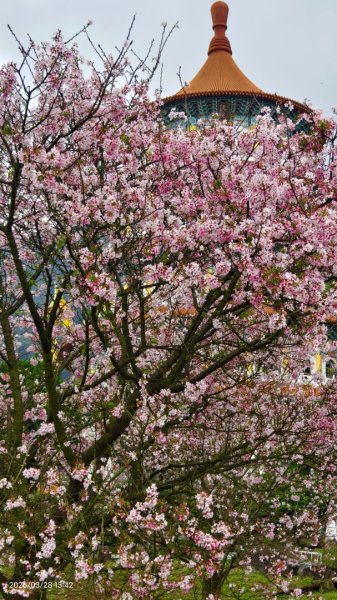 #天元宮 #吉野櫻 #頂湖小鎮 #紫藤 3/283024027