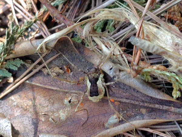 守關山南峰 守關山 守城大山2919104