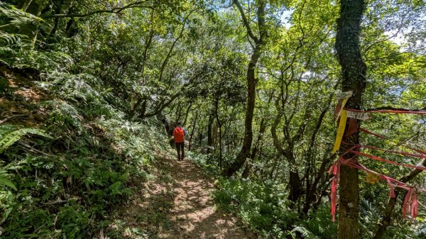 114.06.28內平林山-番子坑山-平湖森林遊樂區之O型2824242
