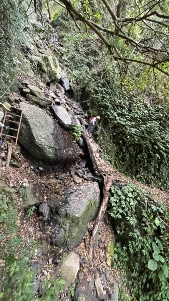 山車廣山.福巴越嶺O-神木群-水晶蘭-根結蘭2756335