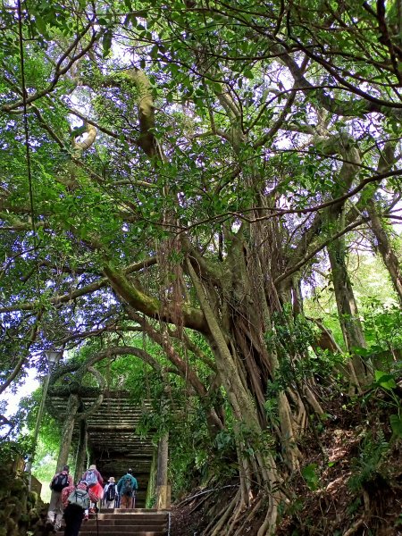 山明水秀的陽明山國家公園 : 陽峰古道→大屯瀑布→青春嶺→猴崁水圳步道→竹子湖1355950