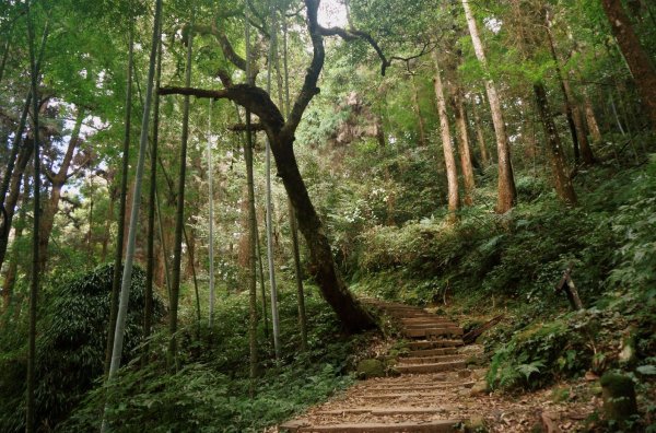 奮起湖大凍山步道2011393