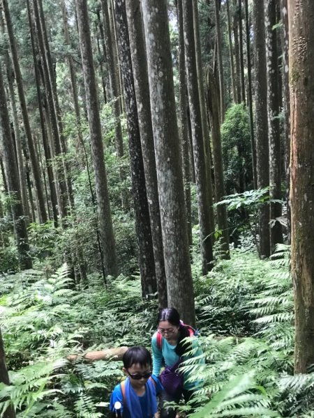 可看到小巧五指山的鵝公髻山 615628