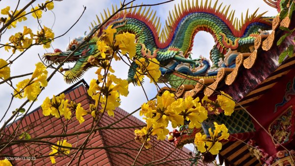 #西龍巖寺 #八里療養院 #黃花風鈴木 #青帶鳳蝶 #虎山 #101大樓  3/133014403