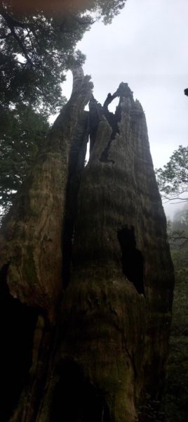 期間限定、北得拉曼神木、內鳥嘴山毛櫸、巨木、雲海、瀑布1924433