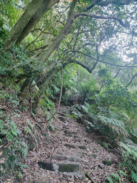 草山觀瀑吊橋-百年楓香巨木-草山水管支線-大屯瀑布-小隱潭瀑布2982763