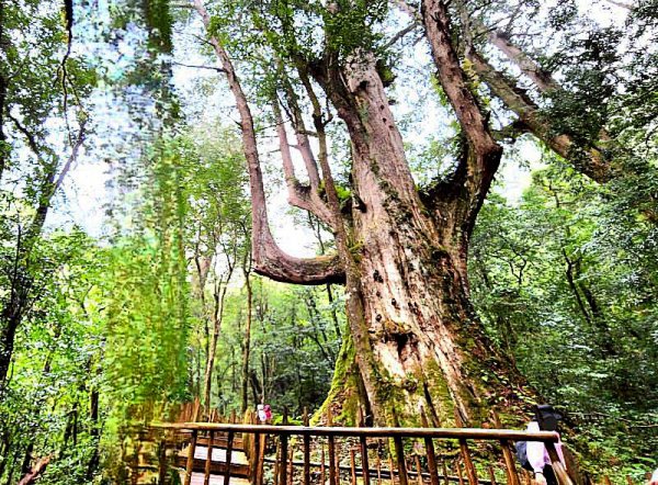 司馬庫斯神木群步道，連走司立富瀑布