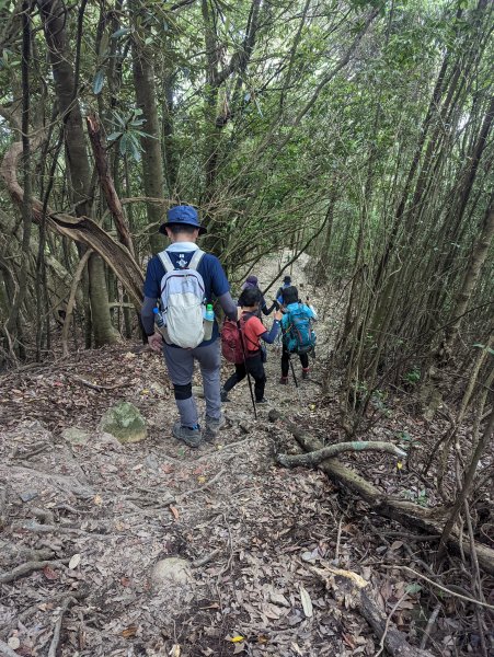 谷關七雄：屋我尾山（大雪山林道來回）1773187