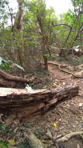 力里圓山森林步道 好熱啊～560557