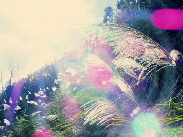 步道小旅行-賞芒聖地五分山3874