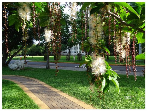 穗花棋盤腳花開1753754