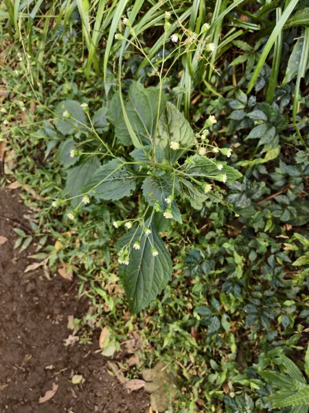 [百山百鳥尋旅-11/15] 2025_0927 大屯主峰-連峰步道_大屯山南峰2899409