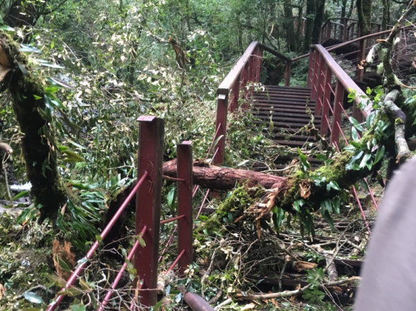 【公告】拉拉山巨木區因梅姬颱風受災嚴重，將持續休園至105年12月31日