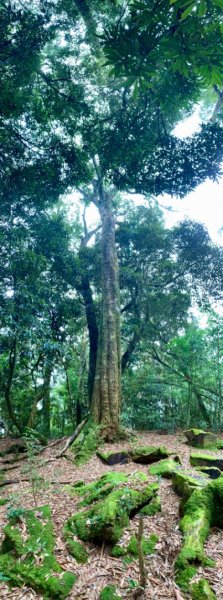 2021.03.14 「水社大山 」1307266