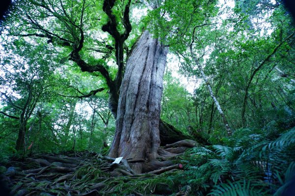 宜蘭 大同 加羅山2890269