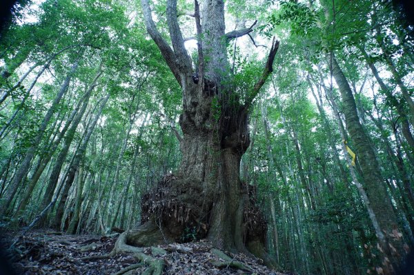 台中 和平 南松鶴山、八仙山、東松鶴山2877931