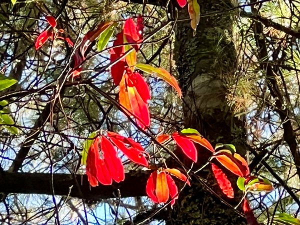 楓紅健走北三錐山2377118