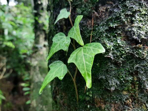 110 年春 登七星山1345741