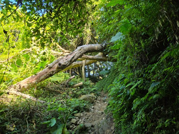 桃園石門山（小百岳）2910047