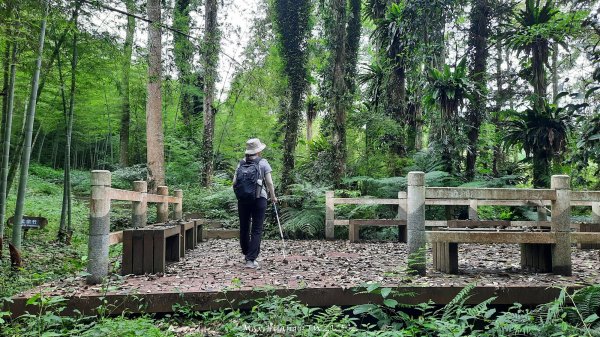 《南投》竹林茶園｜鳳凰谷步道環鳳凰山寺O繞202506222817521