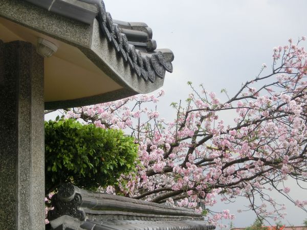 東方寺吉野櫻118960