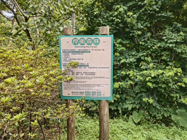 [百山百鳥尋旅-07/15] 2025_0831 八仙山國家森林遊樂區步道群2875964