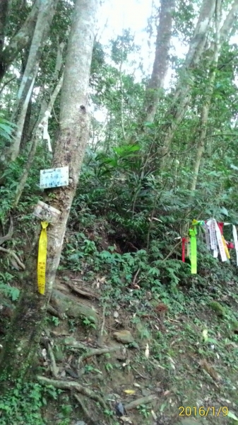 20160109尖石鄉水田林道,那結山27304