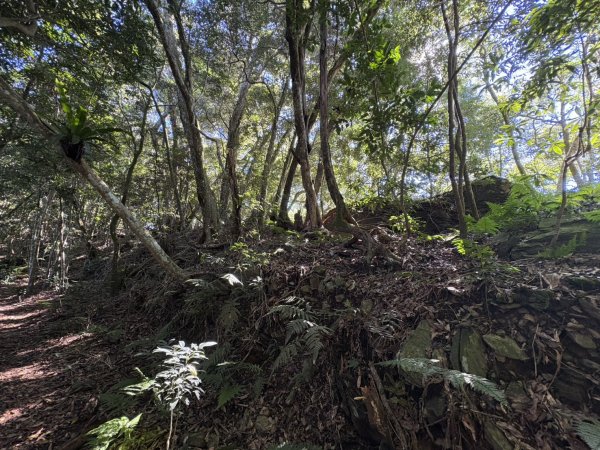20251116鳴海山、網子山登山步道2938408