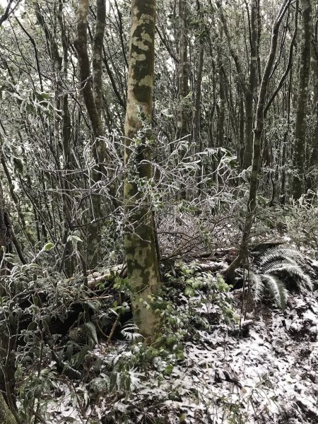 美呆了~雪白內鳥嘴山1253281