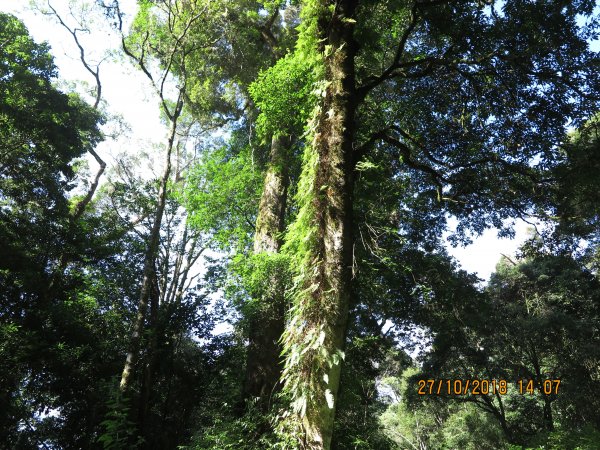 特富野古道449282