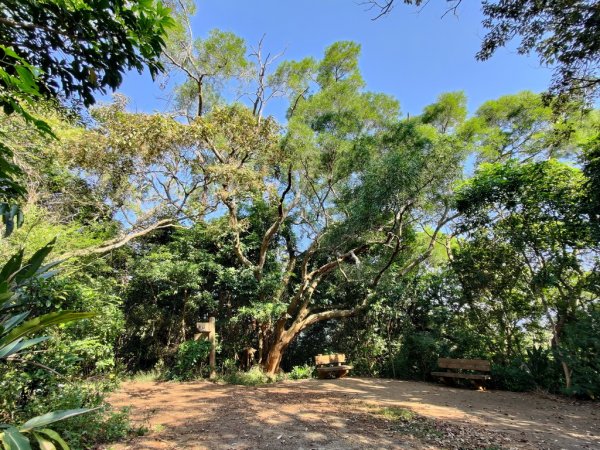 【新竹縣新埔鎮】飛龍步道2833134