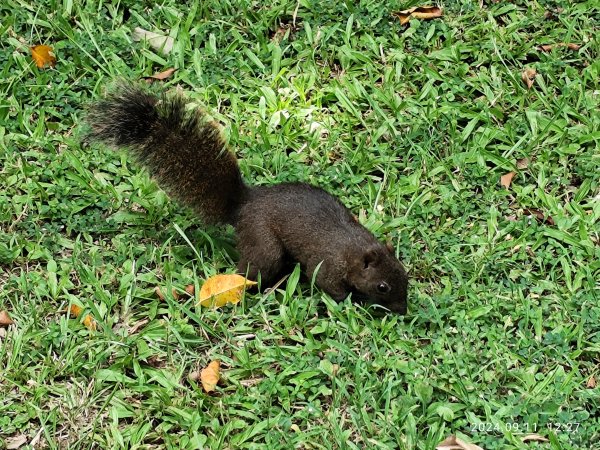 前港公園、大安森林公園、大港墘公園【走路趣尋寶】【臺北健走趣】2591722