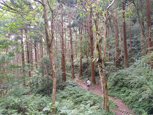 【桃園復興】台灣百大必訪步道。 東眼山森林遊樂區-東眼山自導式步道2835948