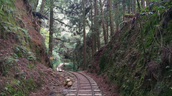 嘉義 阿里山 特富野古道(0K~2.7K)1486839