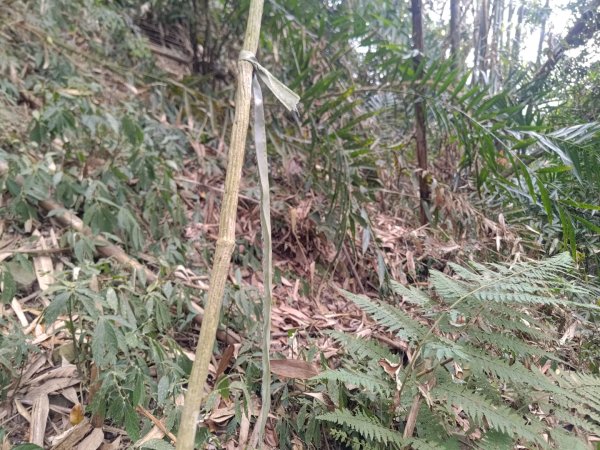 大埔頂坪林2470089