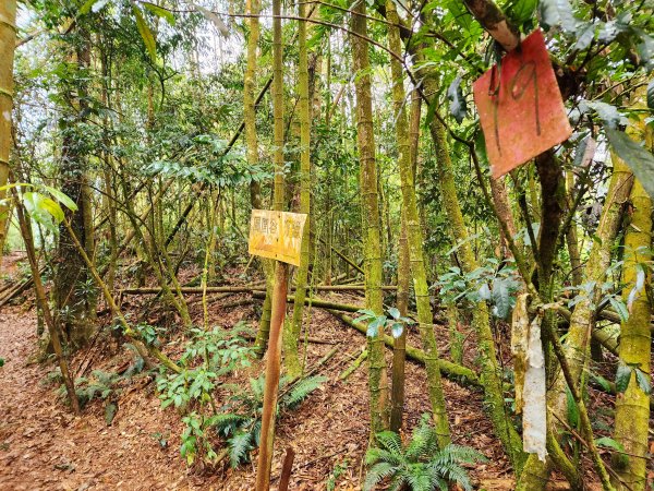 小百岳集起來-鳳凰山2183159