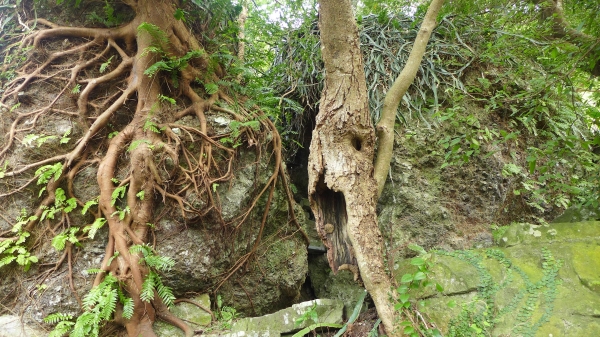 凌雲禪寺 -尖山-大峭壁-駱駝嶺-硬漢嶺25971